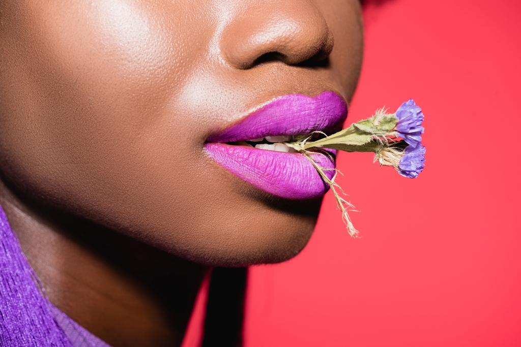 καλλιεργημένη άποψη της αφρικανικής Αμερικής νεαρή γυναίκα με λουλούδι στο στόμα απομονώνονται σε κόκκινο - Φωτογραφία, εικόνα