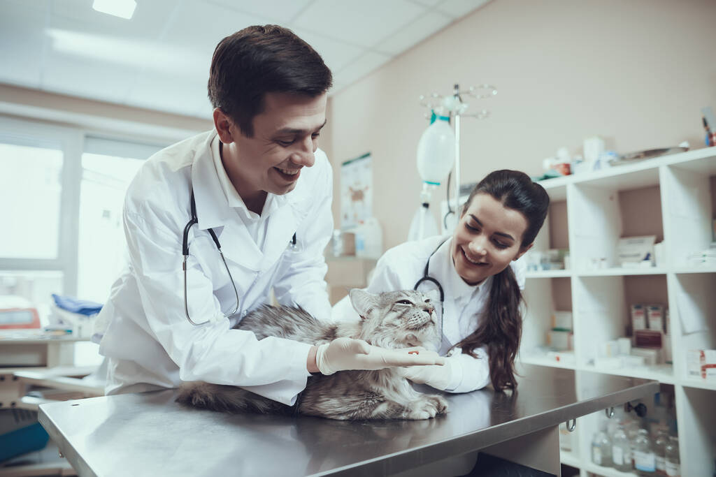 Uomo che dà pillole al gatto in clinica veterinaria.  - Foto, immagini