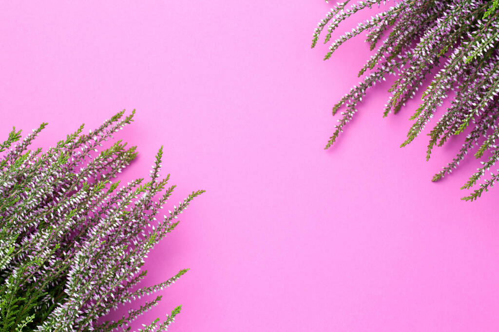 Φθινοπωρινή ιδέα με ροζ λουλούδια ερείκης σε μωβ φόντο. Κενό δωμάτιο για κείμενο. Άνω όψη - Φωτογραφία, εικόνα