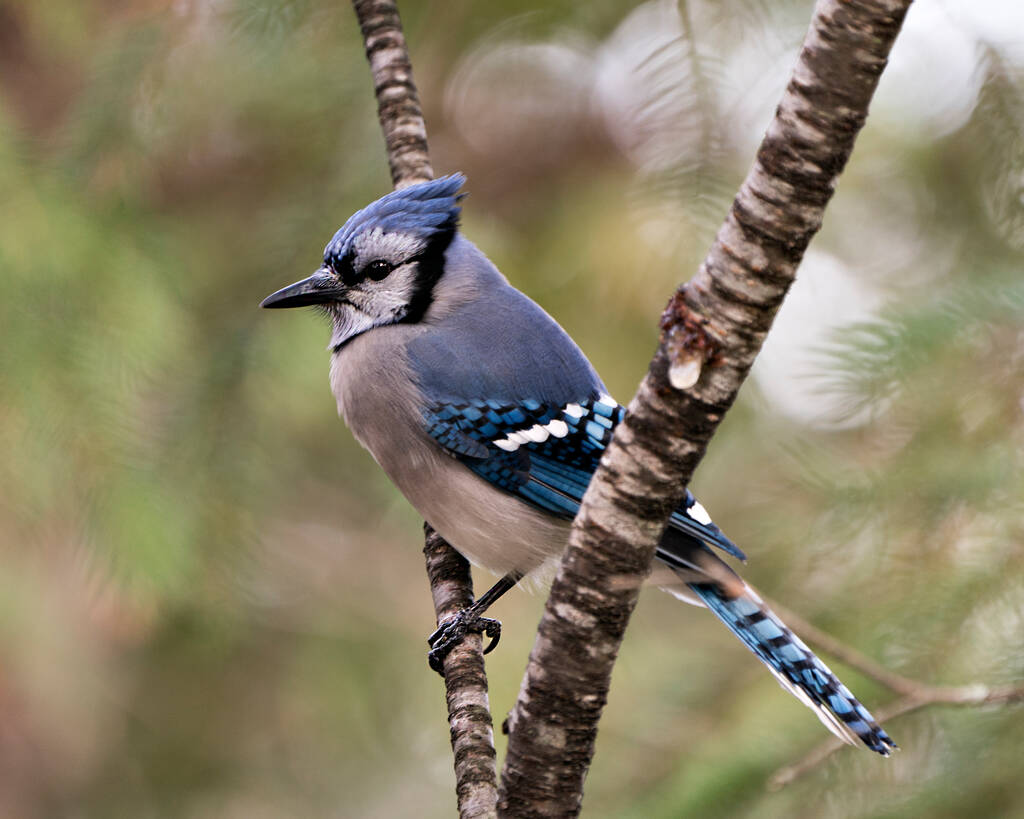 Blue Jay se posó en una rama con un fondo borroso en el entorno forestal y hábitat que muestra alas de plumaje de plumaje de plumas azules. - Foto, imagen