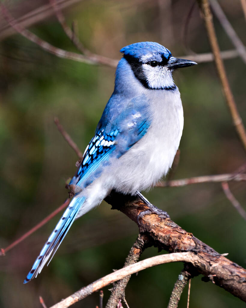 Blue Jay appollaiato su un ramo con uno sfondo sfocato nell'ambiente forestale e habitat con ali di piume blu. - Foto, immagini