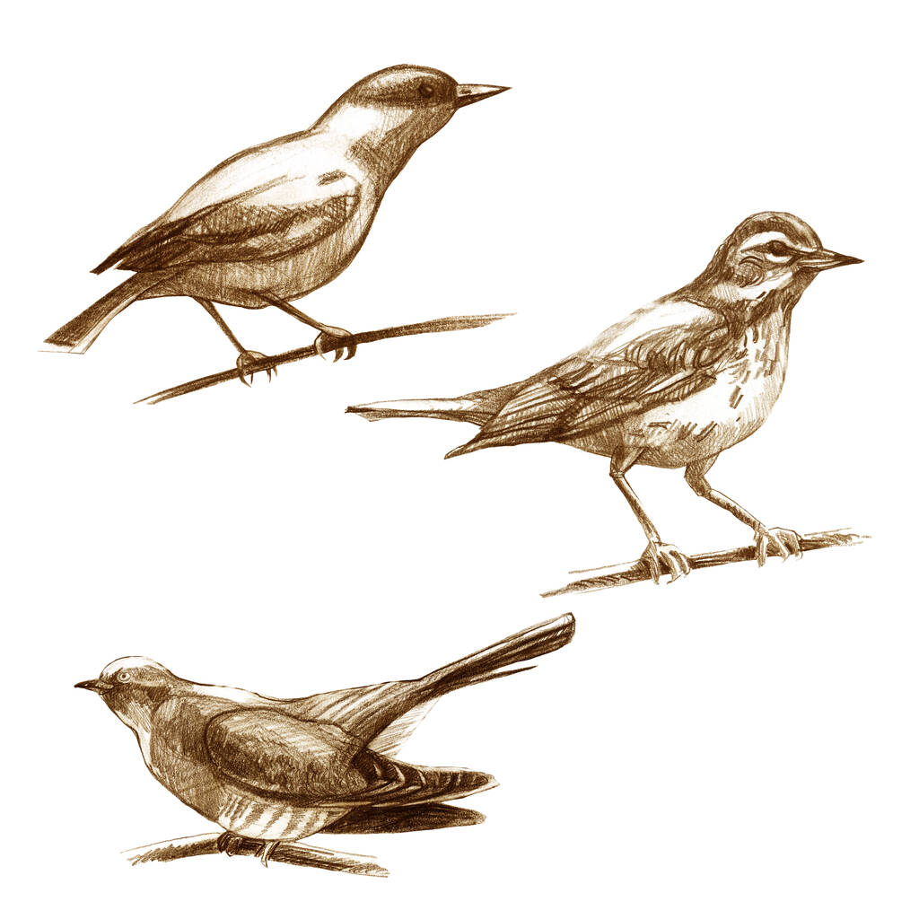 鉛筆画セット。鳥だ。オリオール・スラッシュとカッコウ。手描き. - 写真・画像