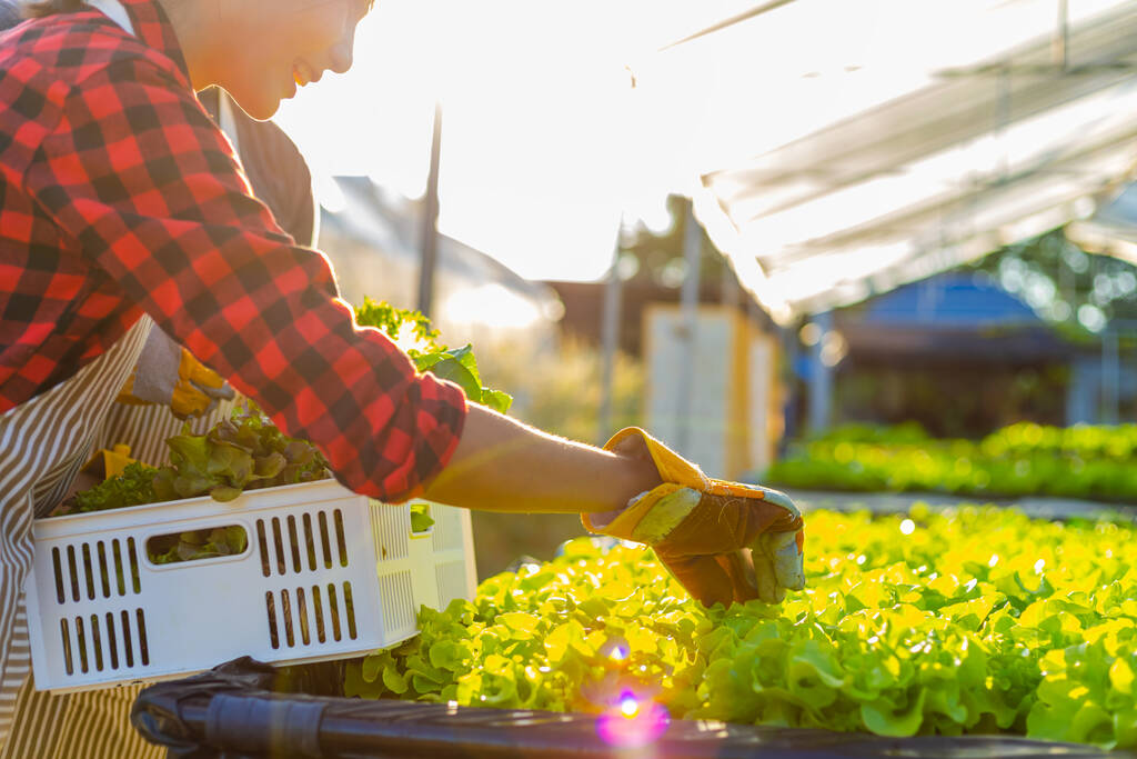 Bauernwaren Landwirtschaftliche Handschuhe halten Gemüse auf hydroponischen Bauernhof und beobachten das Wachstum Gemüse sorgfältig, bevor es an den Kunden ausgeliefert wird - Foto, Bild