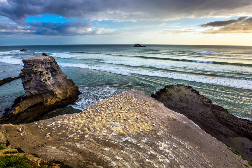  Impresionante costa de la Isla Norte de Nueva Zelanda. Colonia de anidación de alcatraces raros. Concepto de turismo activo y ecológico - Foto, imagen