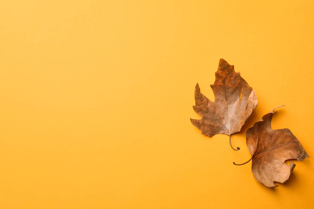 Сухе осіннє листя на жовтому тлі, плоске. Простір для тексту
 - Фото, зображення