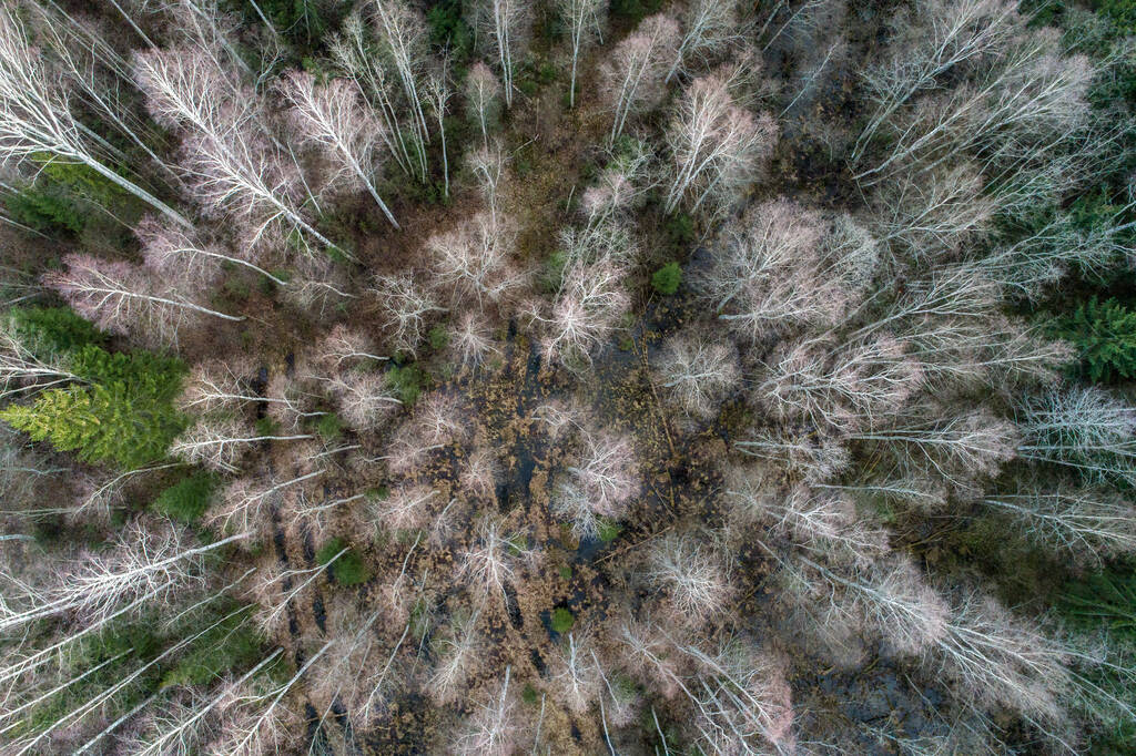 An aerial shot of birch and spruce trees - Photo, Image
