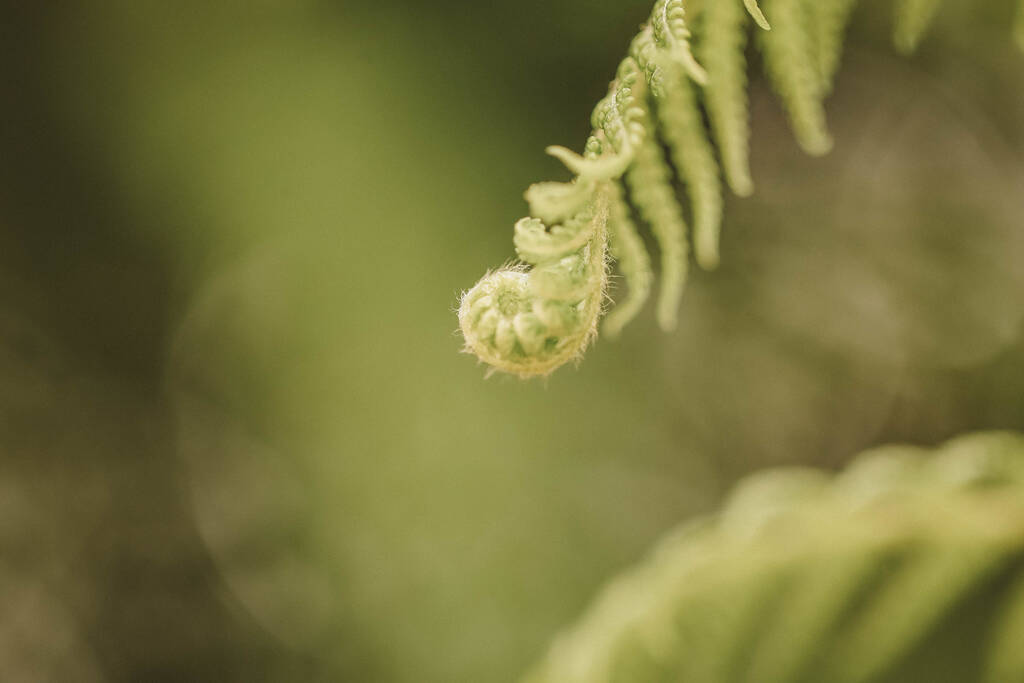 Ujęcie z bliska rozwijającej się rośliny paproci - Zdjęcie, obraz