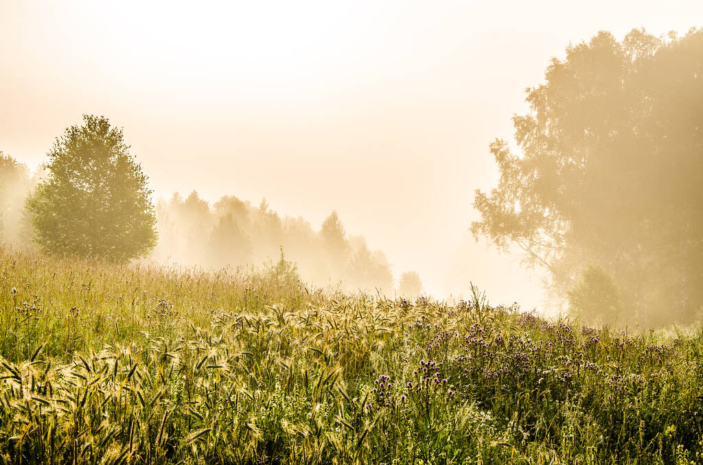 La mattina presto. foresta nascosta nella nebbia - Foto, immagini
