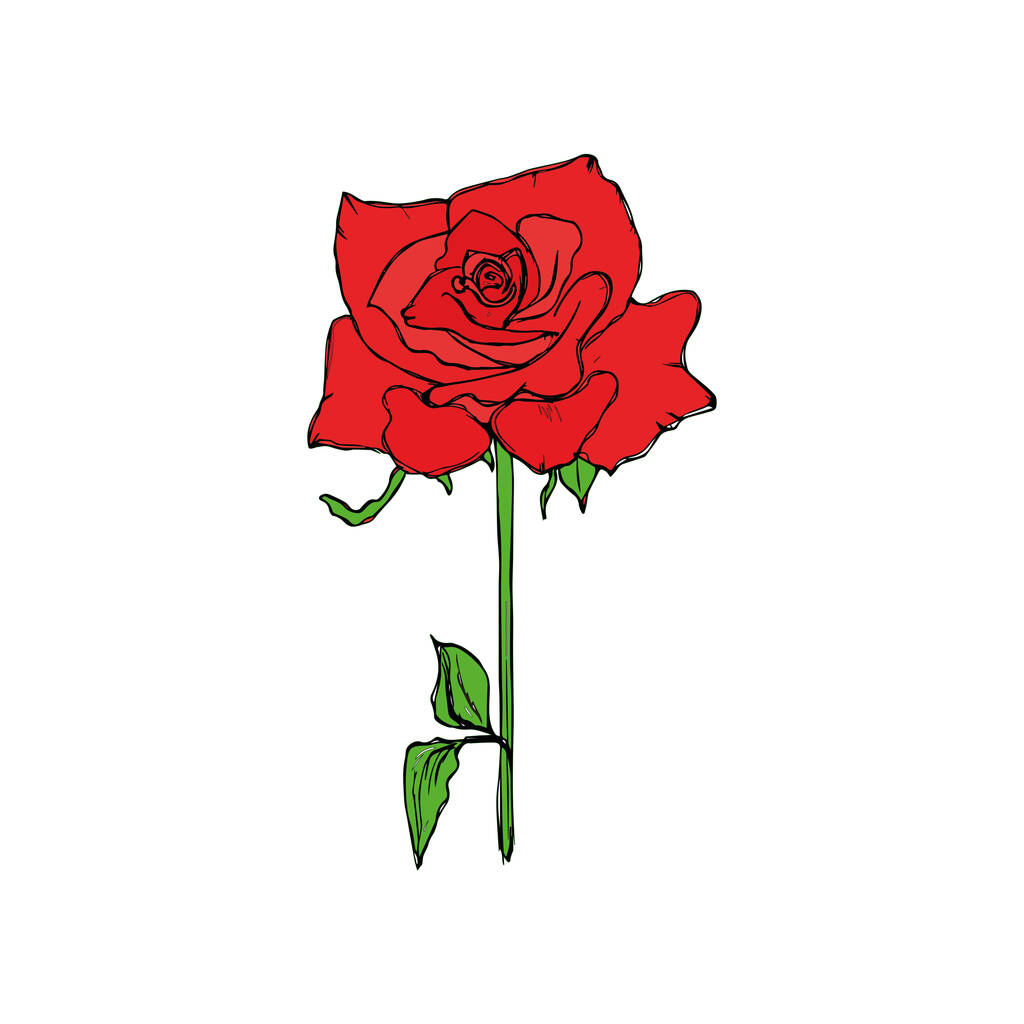 Realistische rote Rose isoliert auf weißem Hintergrund - Vektor, Bild