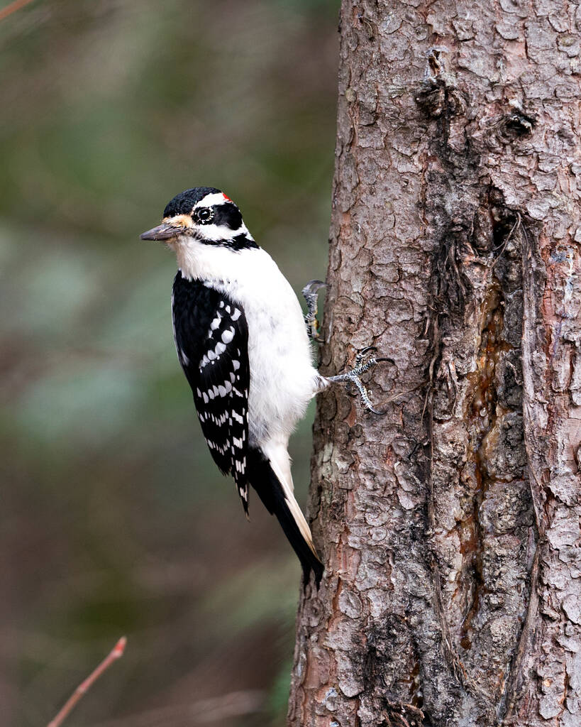Vista del perfil lateral del pájaro carpintero en un tronco de árbol con un fondo borroso en su entorno y hábitat. - Foto, imagen