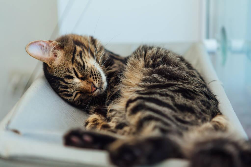 Niedliche Kohle bengal Kätzchen Katze liegend auf der Katze Fenster Bett beobachten auf dem Zimmer. Sonnenbank für Katze am Fenster. - Foto, Bild