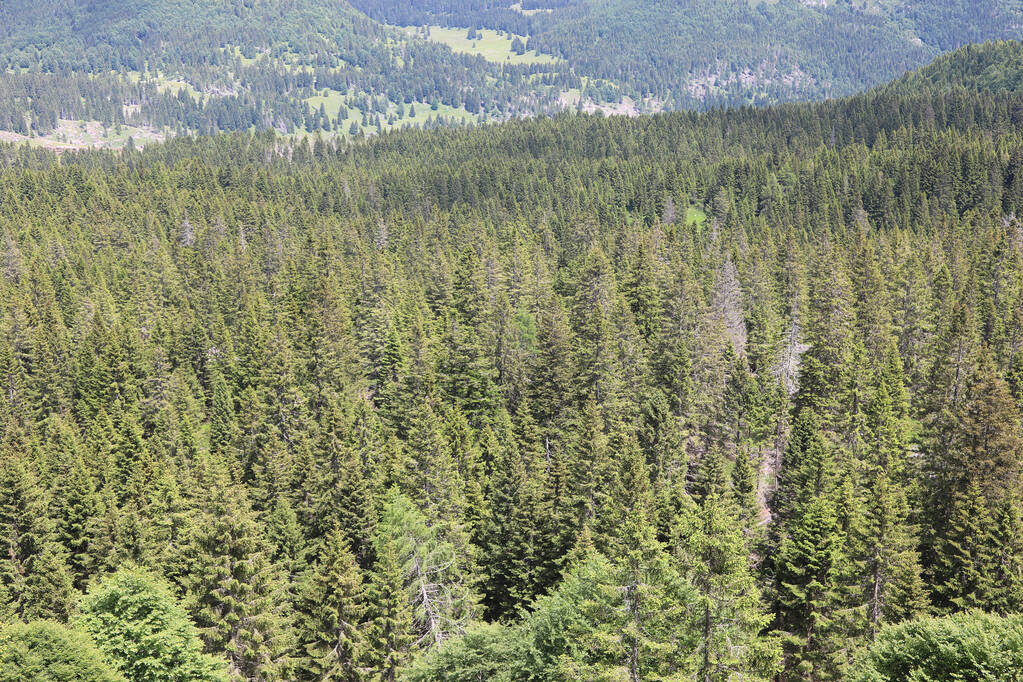 Panorama z góry z lasem iglastym w górach - Zdjęcie, obraz