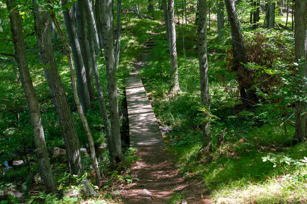 Silvicultura Canadá está tratando de ayudar a los turistas y turistas poniendo cuidadosamente rutas de senderismo en los bosques silvestres sin destruir la naturaleza de los bosques silvestres - Foto, imagen