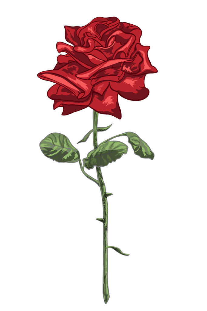 Rose rouge avec tige, feuilles et épines isolées sur fond blanc. Illustration vectorielle - Vecteur, image