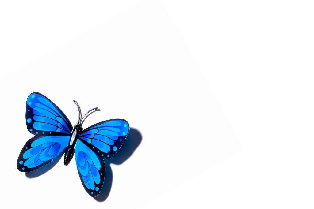 una farfalla blu con ali distese isolate su fondo bianco, stesa piatta, copyspace per il testo
. - Foto, immagini