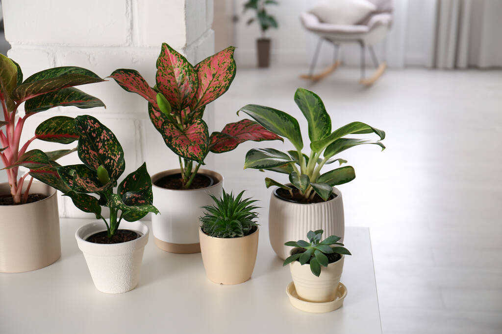 Colección de plantas exóticas con hermosas hojas en el interior - Foto, Imagen