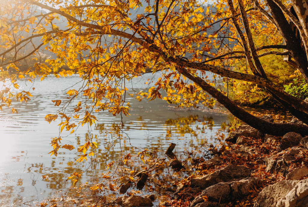 Színes őszi levelekkel teli fák Törökországban - Fotó, kép