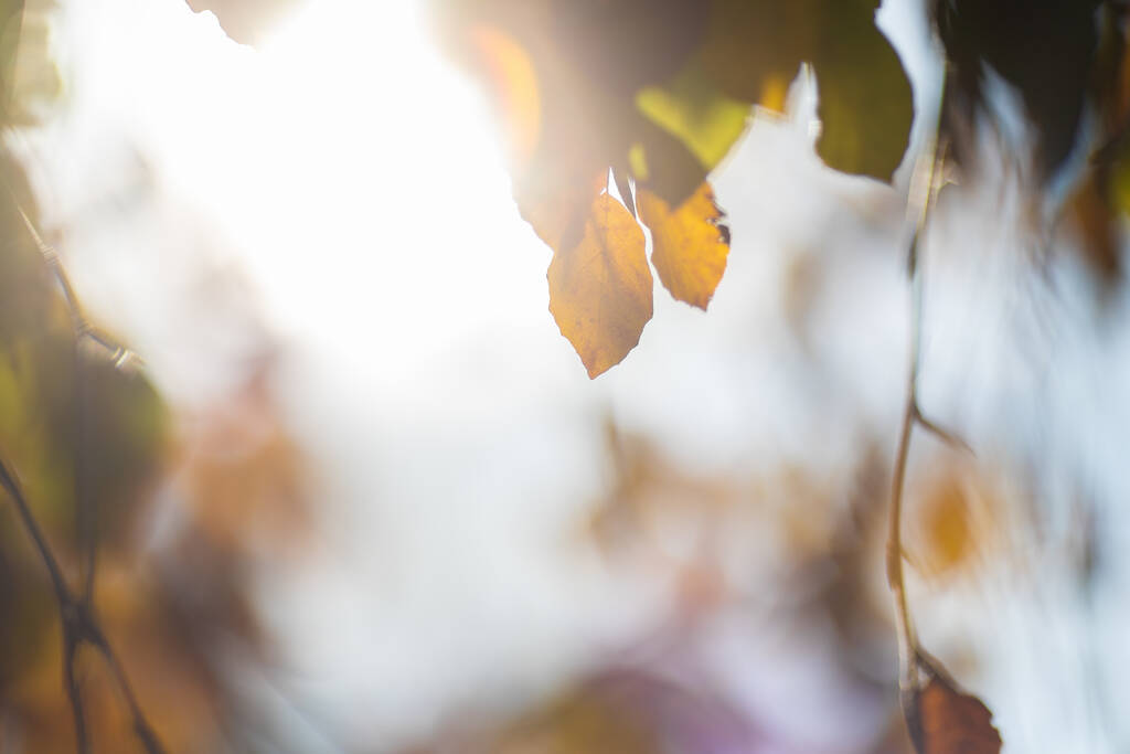 Eine Nahaufnahme von gelben Blättern an Zweigen unter dem grellen Sonnenlicht im Herbst - Foto, Bild