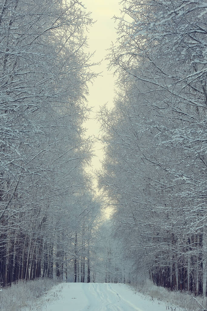 Winter Waldlandschaft mit Schnee bedeckt, Dezember Weihnachten Natur weißer Hintergrund - Foto, Bild