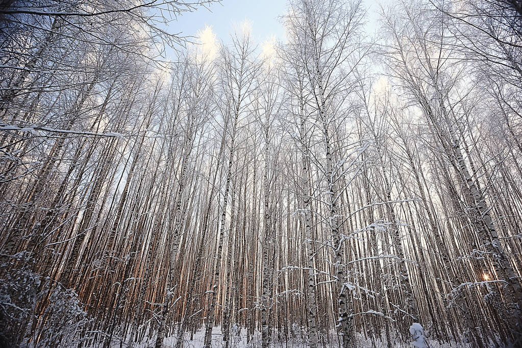 inverno foresta paesaggio coperto di neve, dicembre natale natura bianco sfondo - Foto, immagini