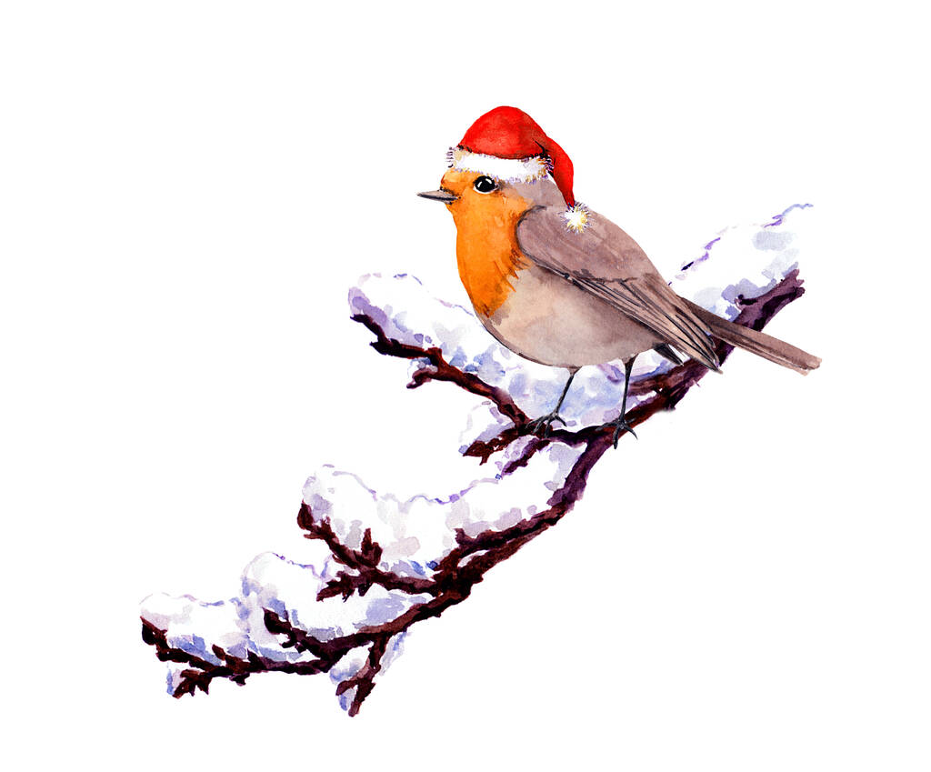 雪と赤いサンタの帽子の枝にロビン鳥。冬の水彩 - 写真・画像