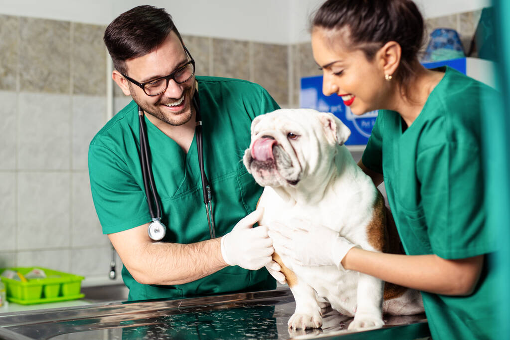 Veterinarian and dog at veterinary clinic. - Photo, Image