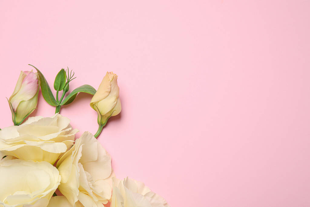 Красиві білі квіти еустоми на рожевому фоні, плоскі. Простір для тексту
 - Фото, зображення