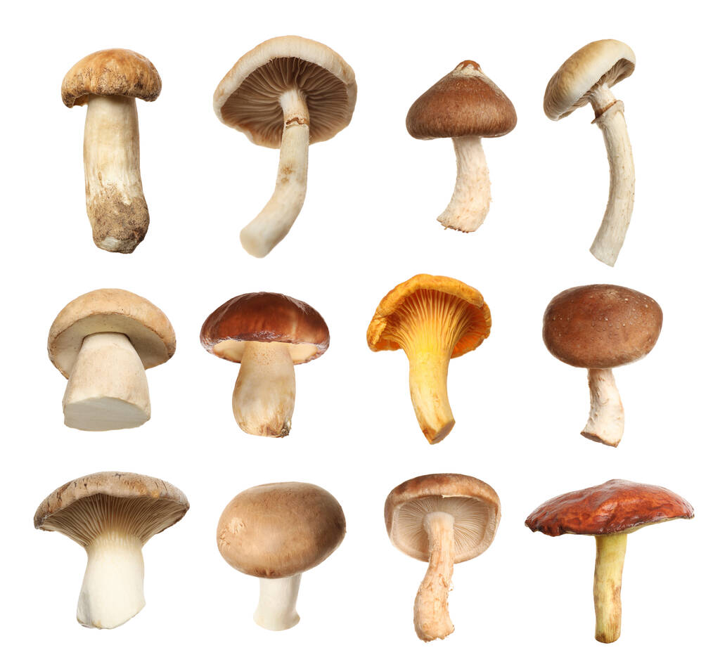 Set of different fresh mushrooms on white background - Photo, Image