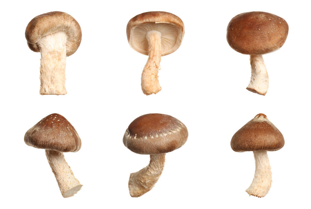 Set di funghi shiitake freschi su sfondo bianco - Foto, immagini