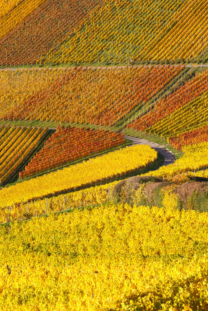 Viinitarhat viini syksyllä syksyllä kausi värikäs lähtee luonto muotokuva muodossa Saksassa - Valokuva, kuva