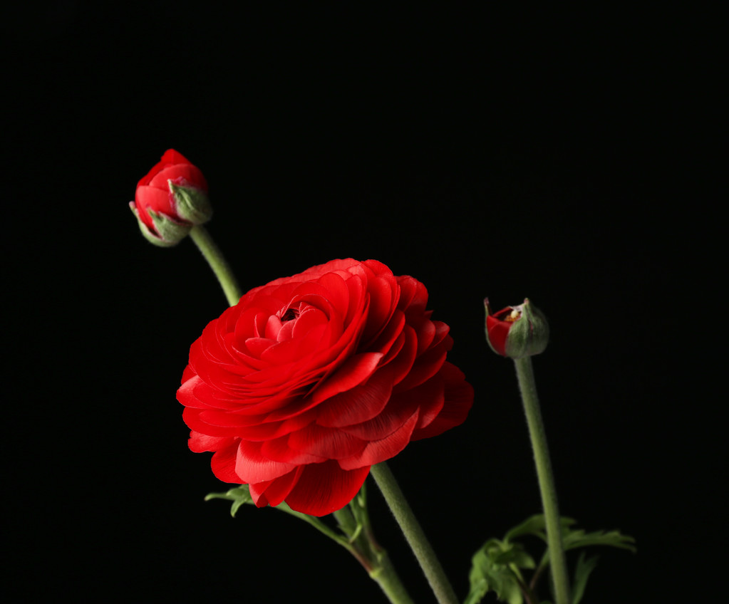 Ranunculus (персидские лютики), на черном фоне
 - Фото, изображение