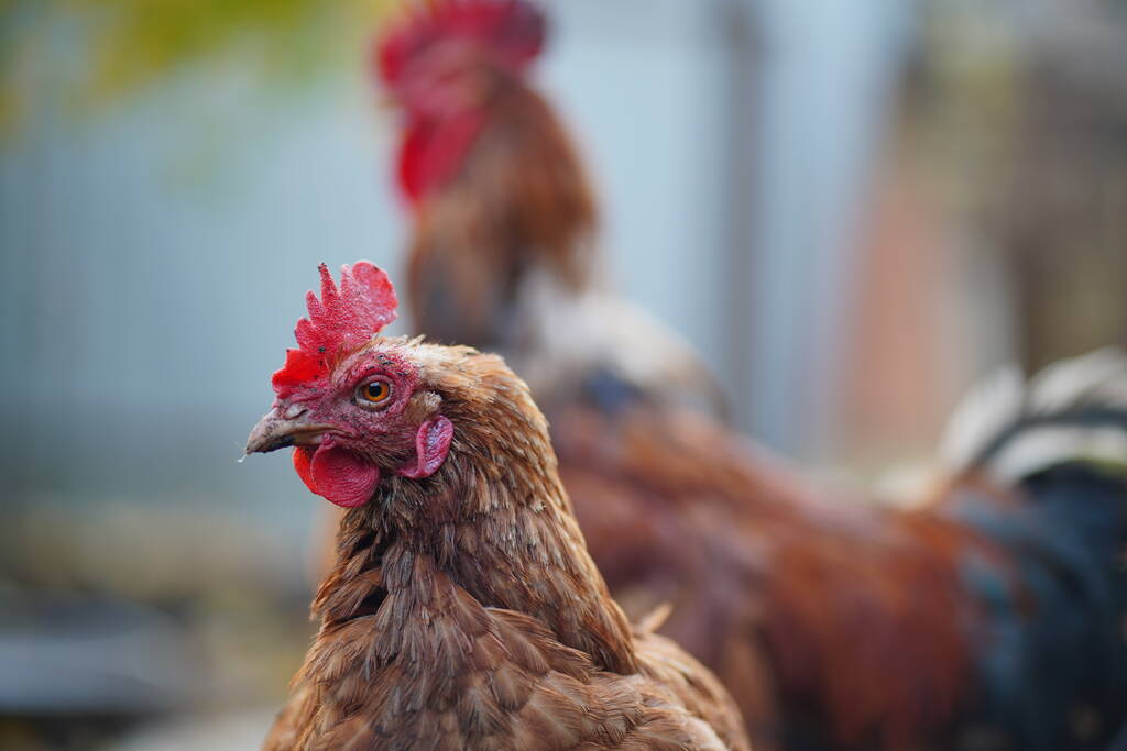 Gallina rossa e gallo camminano nel recinto. Un gallo rosso comune e una gallina in cerca di grano mentre camminano in una penna in una fattoria. - Foto, immagini