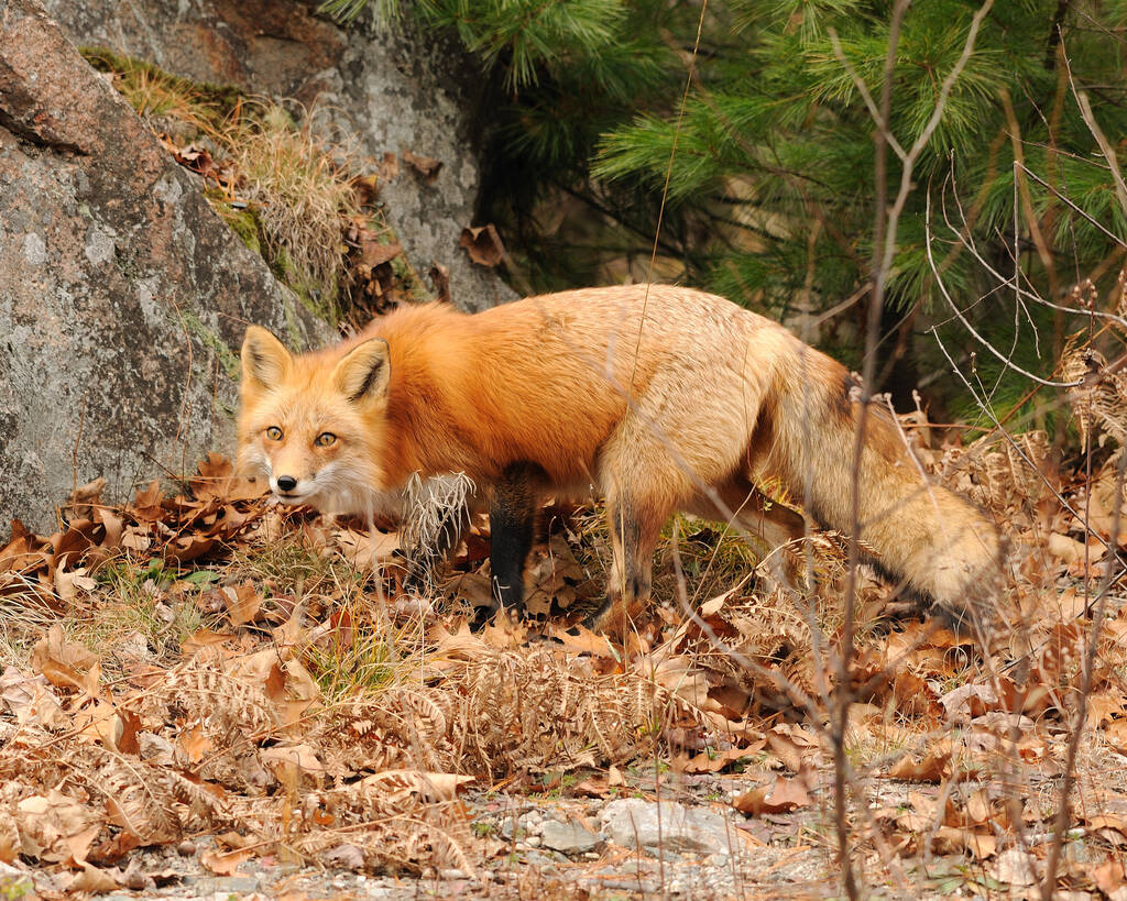 Red fox in the forest by a big rock with a background of trees, leaves, foliage, moss in its environment and habitat during the autumn season.  Fox image. Fox Picture. Fox portrait. - Foto, Imagen