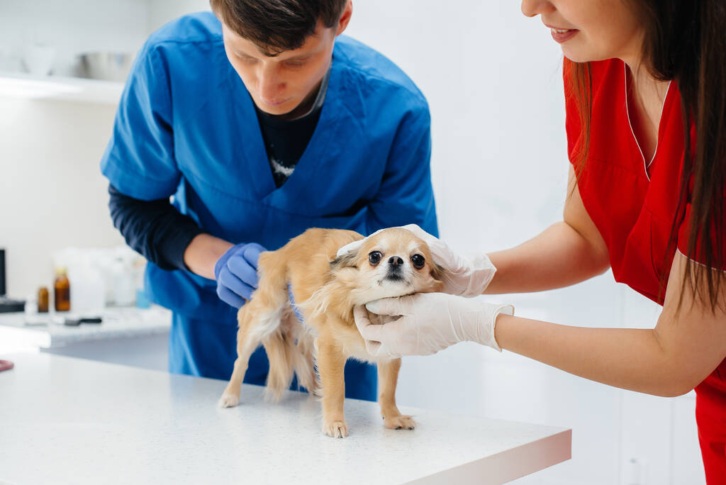 Nykyaikaisessa eläinlääkäriklinikassa tutkitaan ja käsitellään täysiverinen chihuahua. Eläinklinikka - Valokuva, kuva