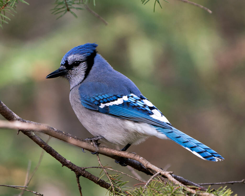 Kék Jay közelkép ült egy ágon homályos háttérrel az erdészeti környezetben és élőhelyen megjelenítő kék toll tollazat szárnyak. - Fotó, kép