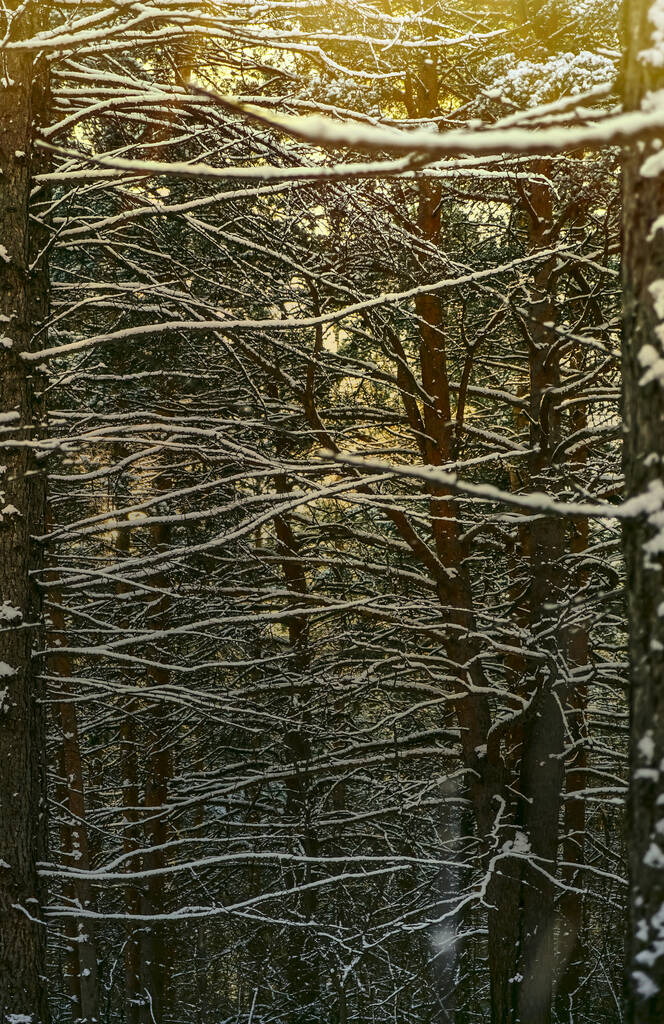 Sosny w pokrytym śniegiem lesie. Kufry i pofalowane gałęzie na tle światła słonecznego w głębokim śniegu. - Zdjęcie, obraz