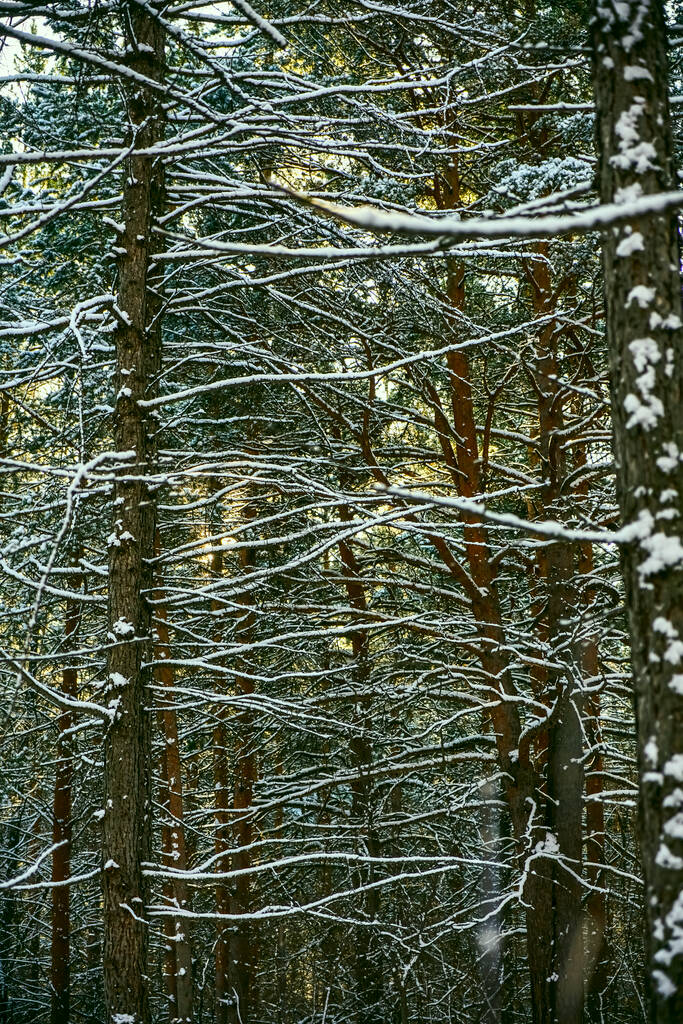 Pins dans une forêt enneigée. Malles et branches ondulantes sur fond de soleil dans la neige épaisse. - Photo, image