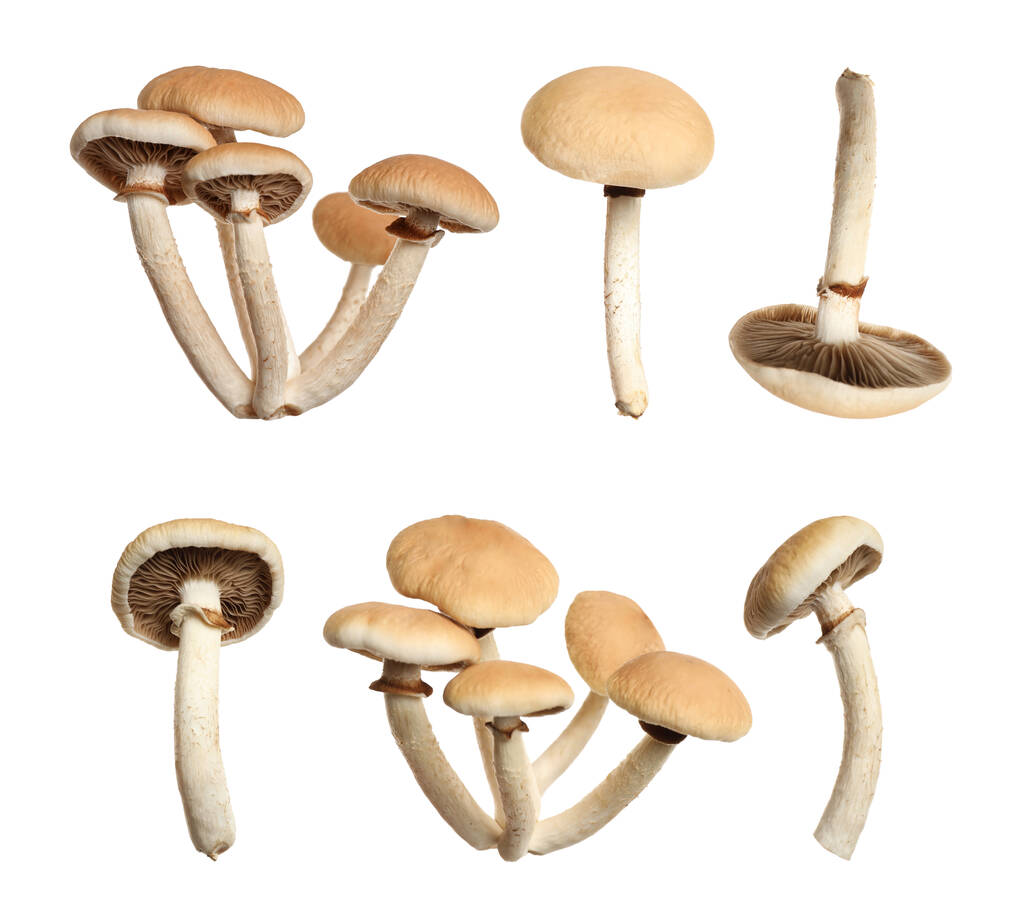 Набор свежих грибов пиоппини на белом фоне - Фото, изображение