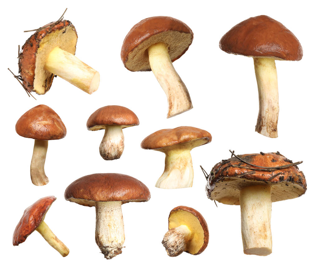 Набір свіжих слизьких грибів на білому тлі
 - Фото, зображення