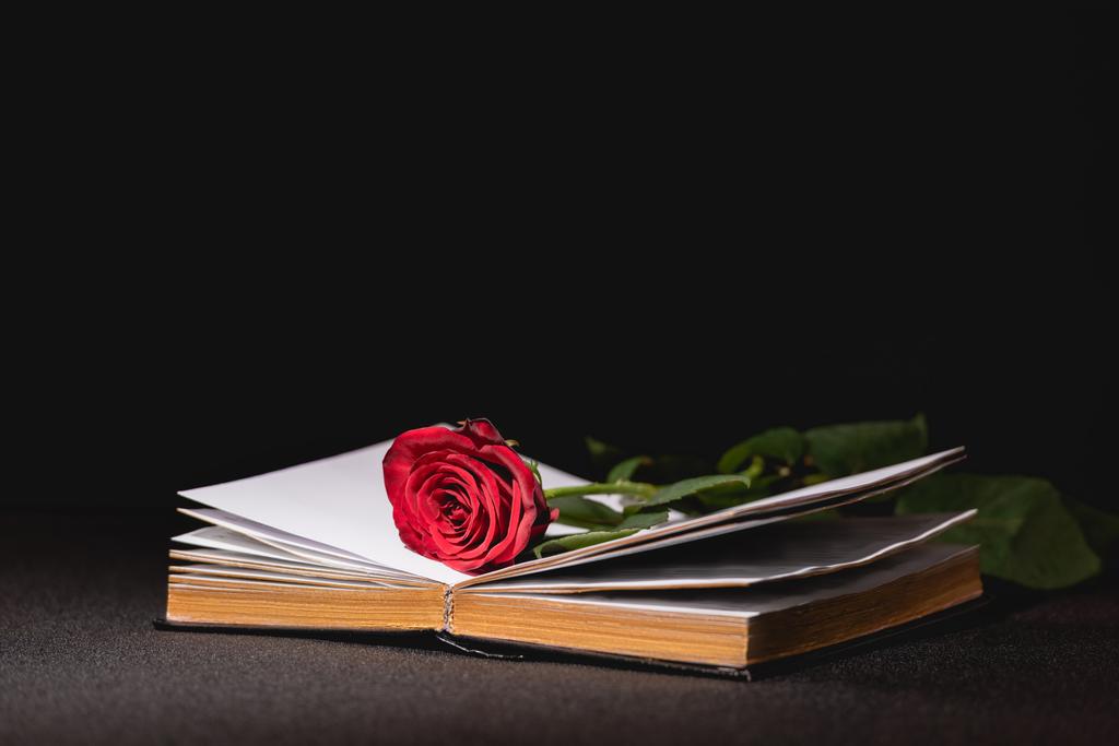 vörös rózsa szent biblia fekete háttér, temetési koncepció - Fotó, kép