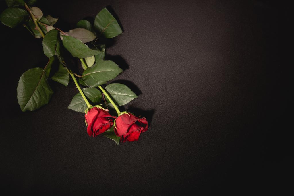 kaksi punaista ruusua mustalla taustalla, hautajaiskonsepti - Valokuva, kuva