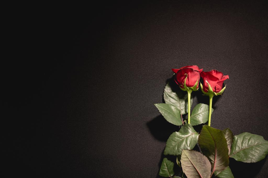 dos rosas rojas sobre fondo negro, concepto funerario - Foto, Imagen