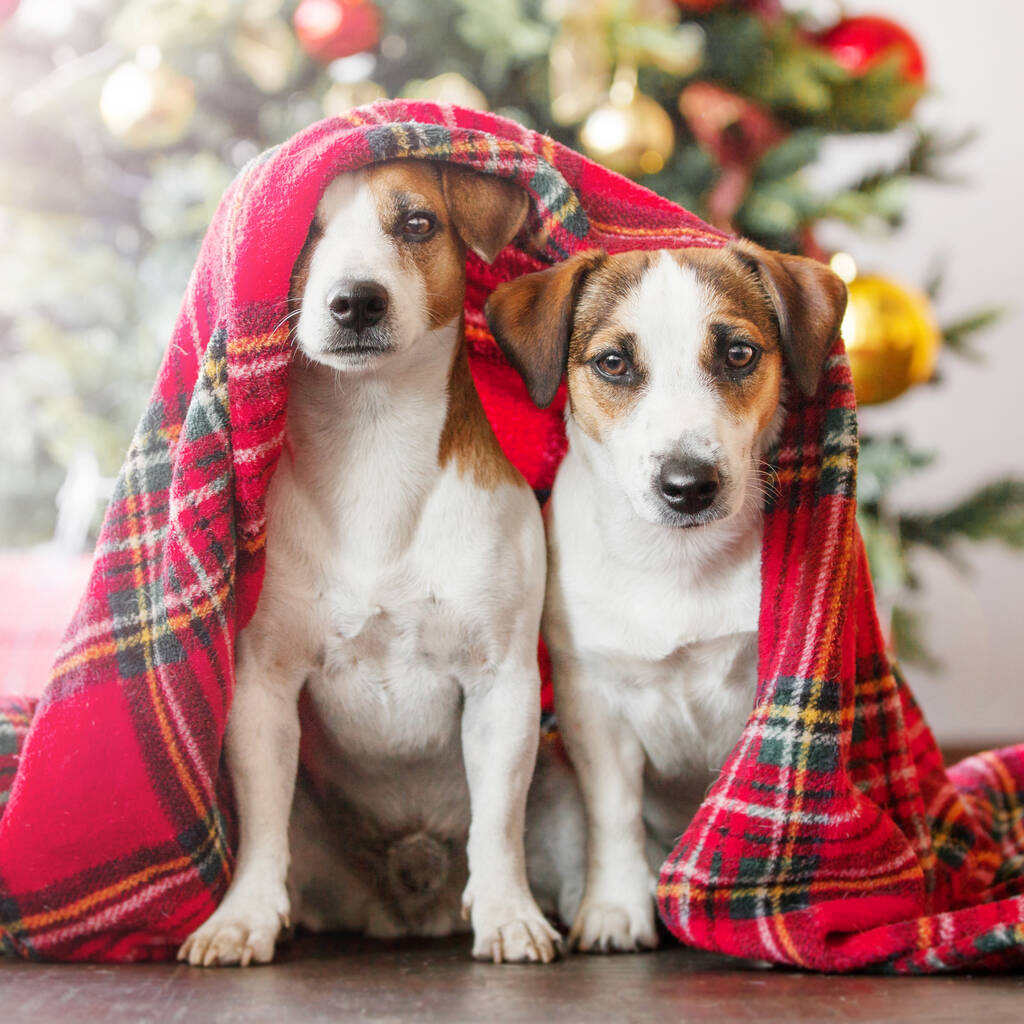 Noel ağacının yanında iki köpek - Fotoğraf, Görsel