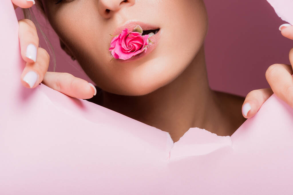cropped view of beautiful woman with rose in mouth in pink paper hole - Photo, Image