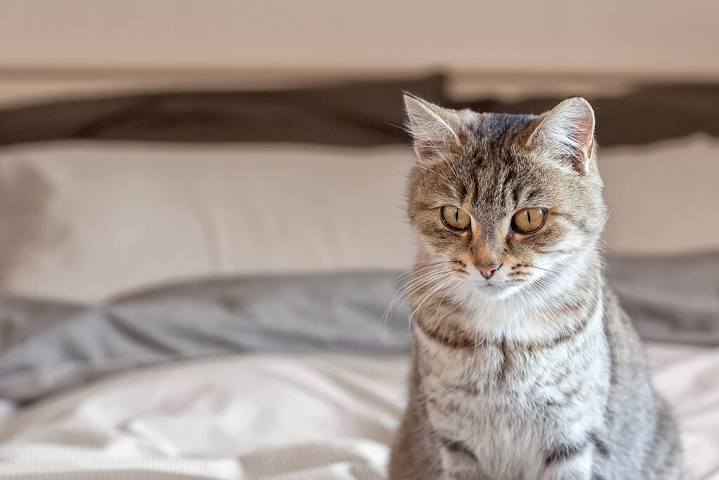 Πορτρέτο μιας χαριτωμένης γκρίζας γάτας στο δωμάτιο. Παγκόσμια Ημέρα Κατοικιδίων. Γάτα της Παγκόσμιας Ημέρας. Χρώμα της χρονιάς - Στροφή σαμπάνιας.  - Φωτογραφία, εικόνα