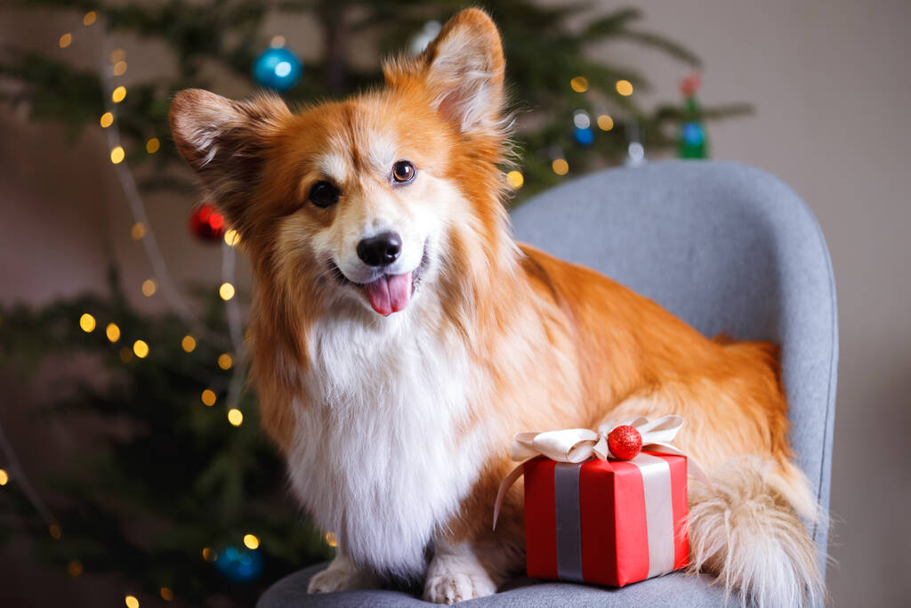 クリスマスだ。クリスマス・トレを背景にした美しいコルギふわふわの犬 - 写真・画像