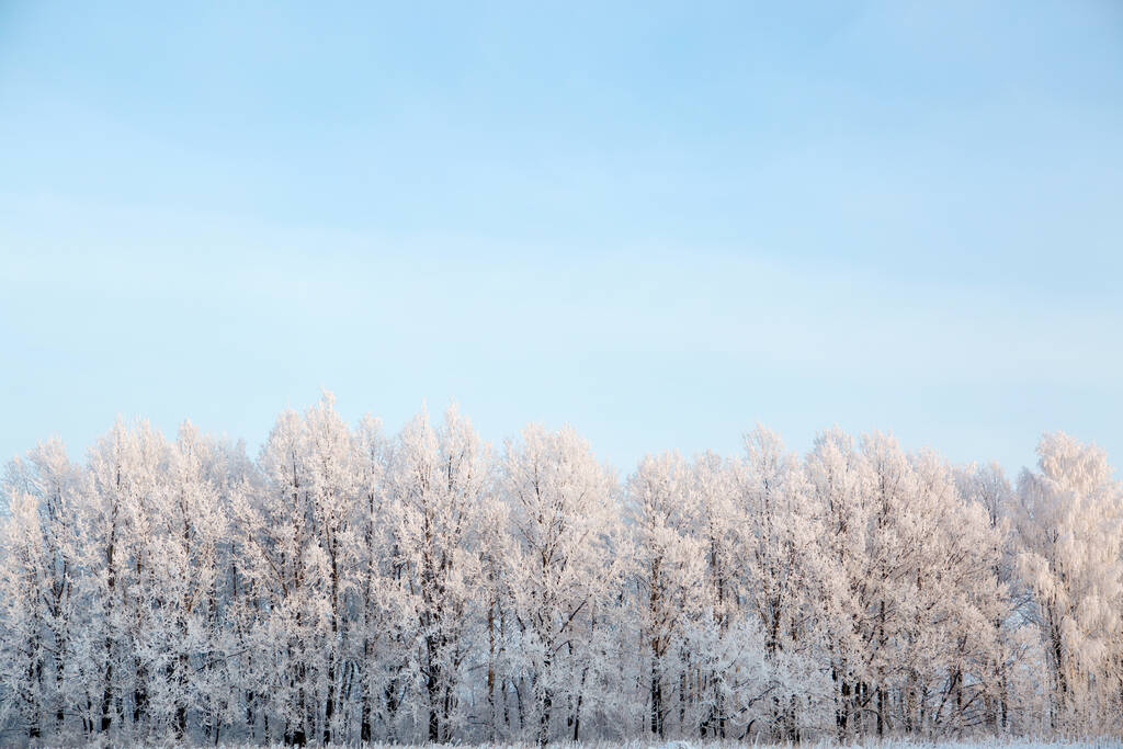 Los árboles cubiertos de nieve contra un cielo azul. Paisaje invernal. Ramas cubiertas de nieve Naturaleza invierno paisaje Naturaleza - Foto, Imagen