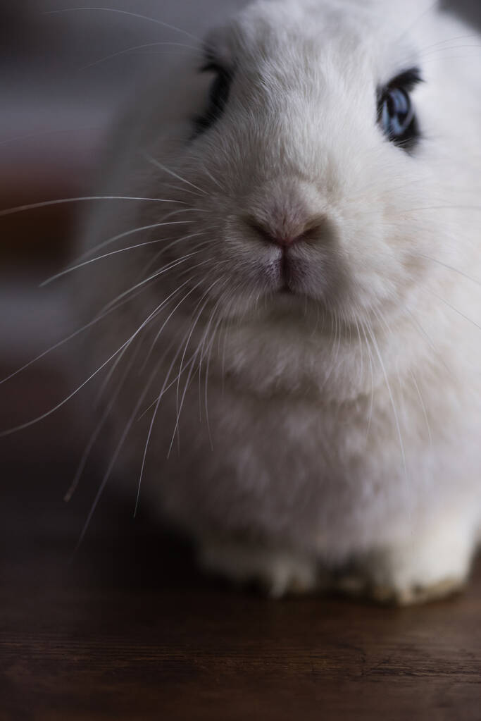 roztomilý králík s černým okem na tmavém pozadí - Fotografie, Obrázek
