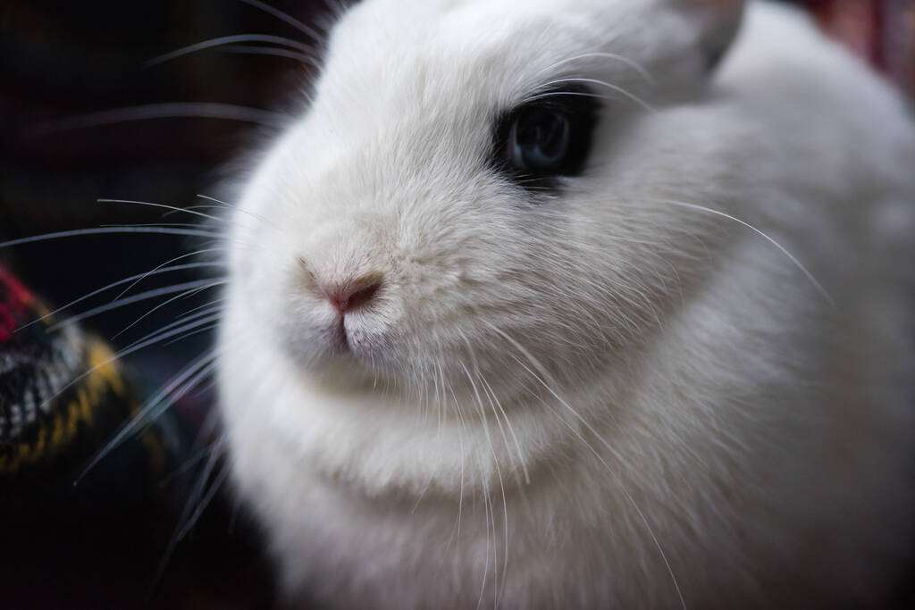 cute rabbit with black eye on dark background - Photo, Image