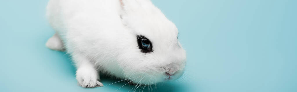 lindo conejo blanco con ojo negro sobre fondo azul, bandera - Foto, imagen
